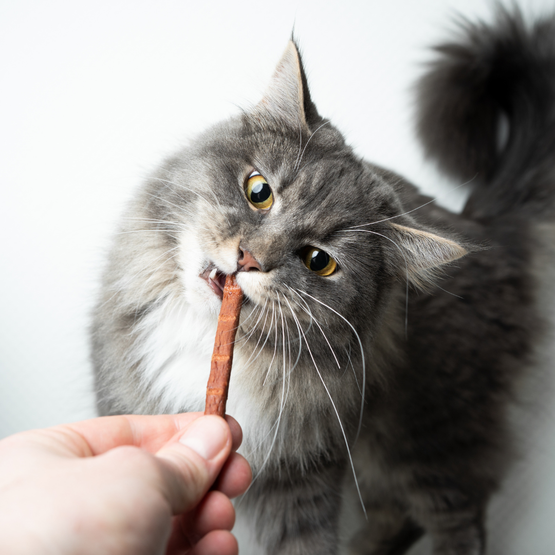 kedi asiklarinin evde kedi beslemek konusunda bilmesi gerekenler kadinlar ne diyor